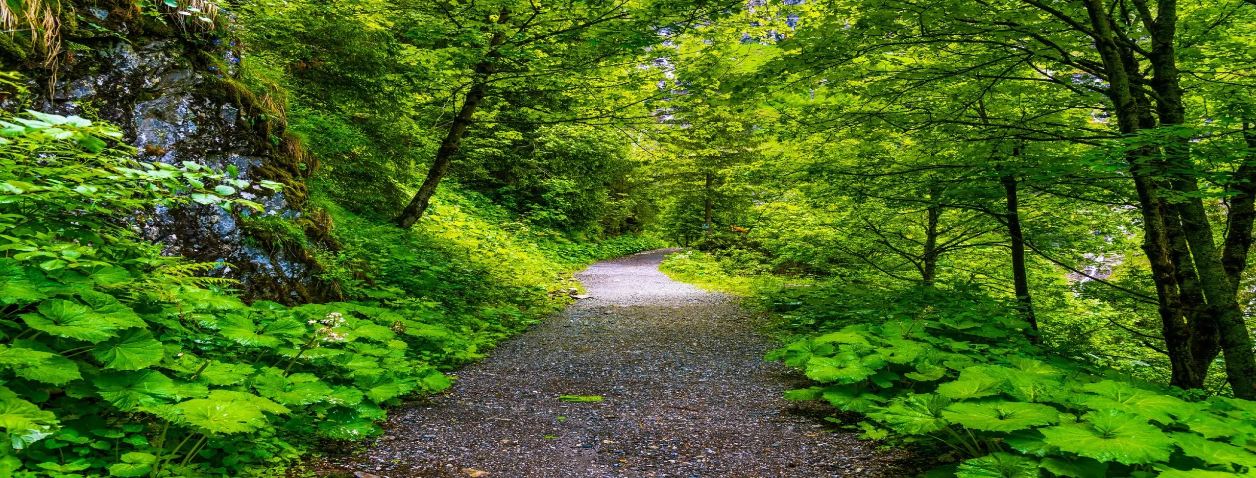 Image for Nature Trails